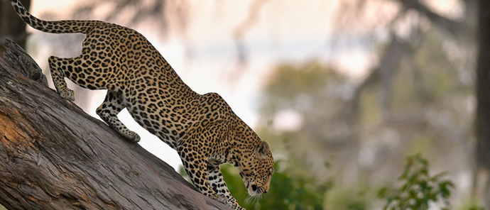 Machaba Botswana Welcome Back Home 04