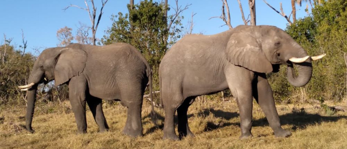Botswana Gomoti Plains Elephant
