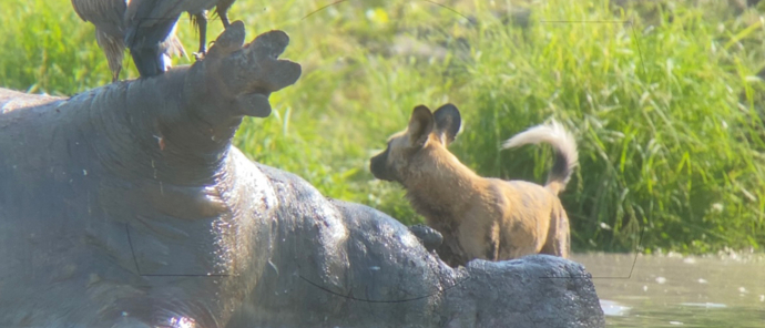 Botswana   Okavango Delta   Machaba Camp   Wildlife Stories   Feb 2022   Hippo And Wild Dog