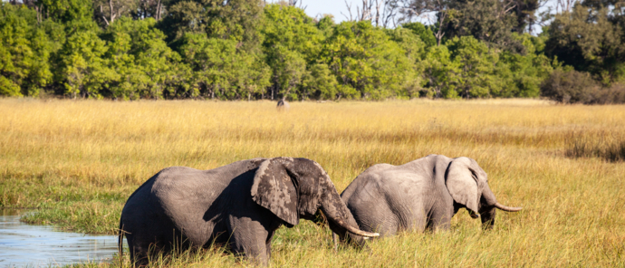 Machaba Guide Feature Elephants