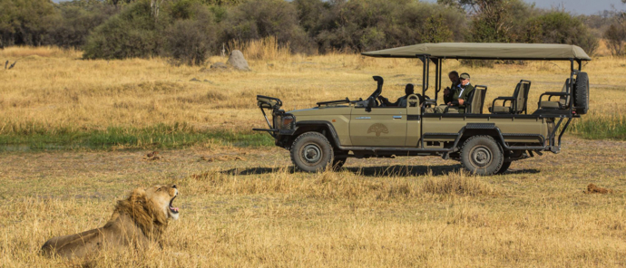 Machaba Safaris   Botswana   Machaba   Male Lion
