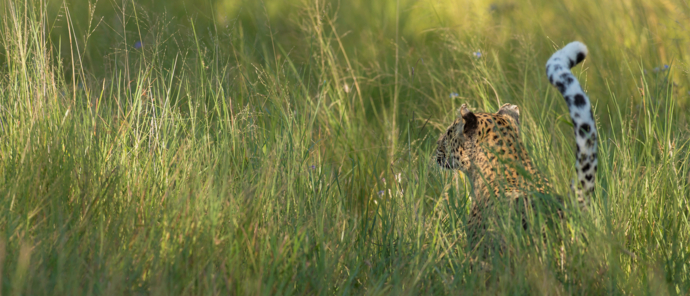 Botswana   Machaba Camp   Leopard In The Grass
