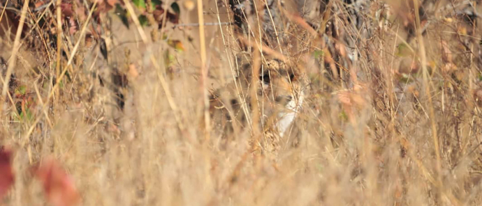 Zimbabwe Hwange Deteema Springs Sightings June 2021 Cheetahs