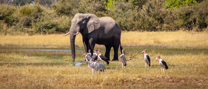 Botswana   Okavango Delta   Gomoti Plains   August Sightings 2021   Marabou Stork