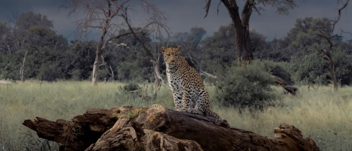 Botswana    Okavango Delta   Gomoti Plains   Wildlife Sightings   Feb 2023   Solly Levi