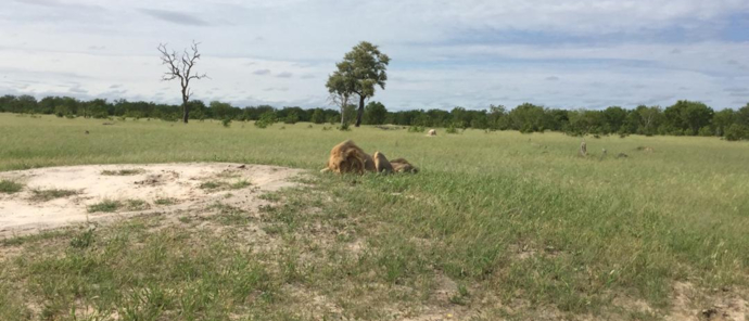Machaba Zimbabwe Hwange Verneys Camp Sighting February 2020 Lion