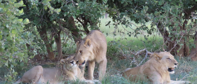 Machaba Botswana Okavango Delta Machaba Camp Three Lions