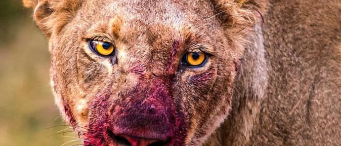 Machaba Camp Wildlife Sightings December 2025 Lioness Feeding