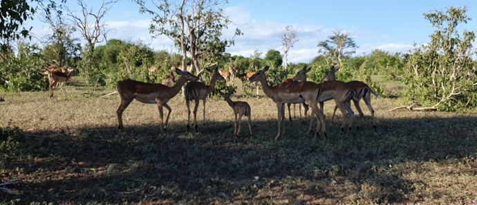 Machaba Safaris Botswana Chobe Ngoma Lodge Sightings Dec 2019 Body Image Impala