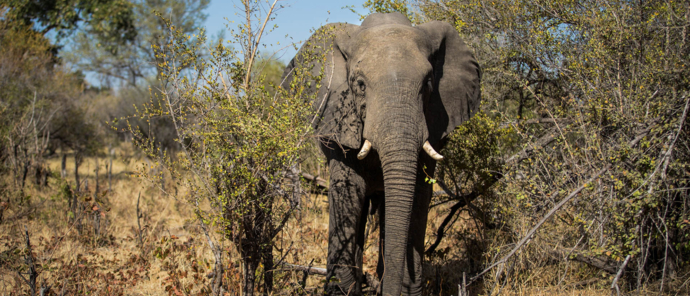 Botswana Okavango Delta Gomoti Camp Sightings May 2021 Elephant