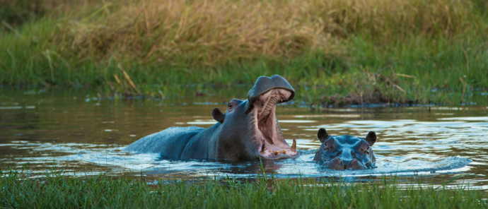 Botswana   Okavango Delta   Machaba Camp   November Sightings   Hippos