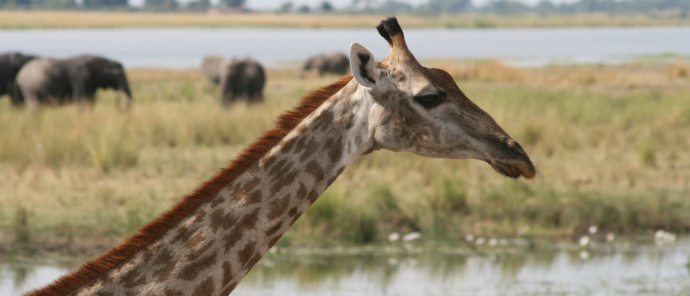 Machaba Ngoma Safari Lodge Wildlife Sightings December 2025 Giraffe At Chobe National Park