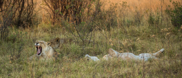 Botswana   Okavango Delta   Machaba Camp   November Sightings   Lioness