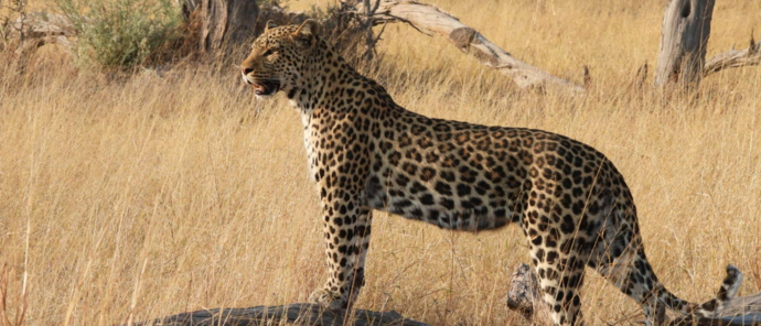 Botswana Gomoti Plains Leaopard Pose