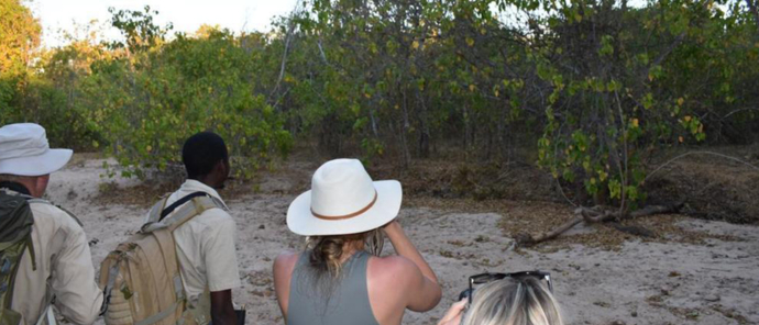 Zimbabwe Mana Pools Ingwe Pan Sightings July 2021