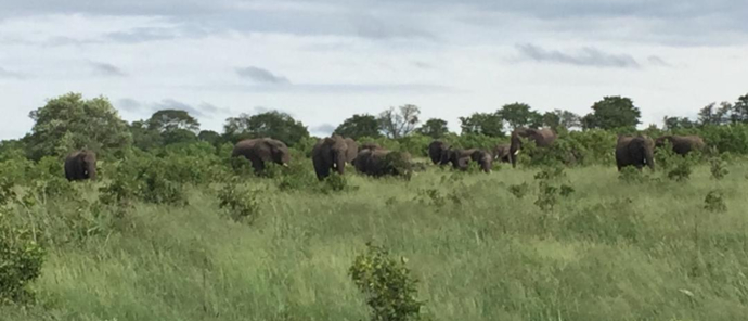 Machaba Zimbabwe Hwange Verneys Camp Sighting February 2020 Elephants
