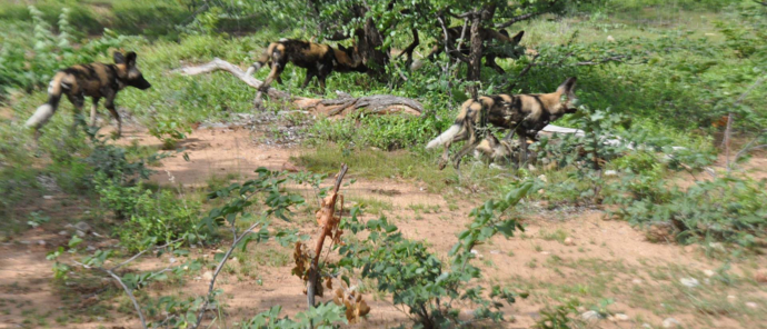 Botswana Okavango Delta Machaba Camp Sightings December 2021 Wild Dogs