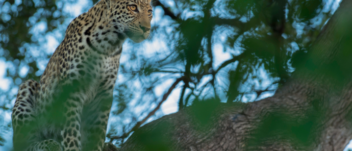 Machaba Botswana Okavango Delta Machaba Camp Sightings January 2020 Leopard