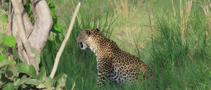 Machaba Botswana Okavango Delta Machaba Camp Leopard