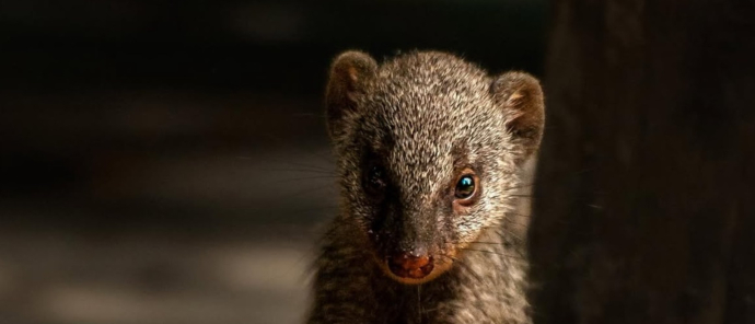 Machaba Camp Wildlife Sightings December 2025 Dwarf Mongoose