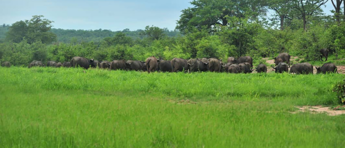 Zimbabwe Hwange National Park Deteema Springs Camp Wildlife Sightings December 2020 Buffalo Herd
