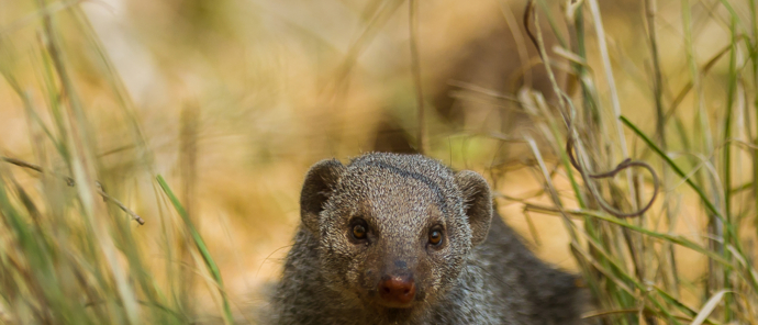 Botswana Okavango Delta Machaba Camp Meerkat