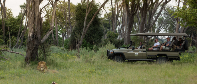 Botswana Gomoti Camp Game Drive Lion