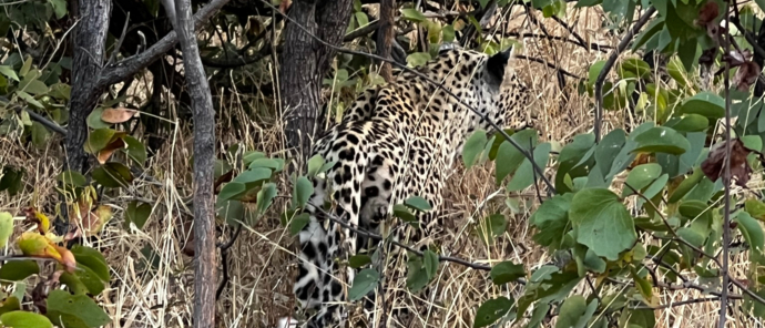 Machaba Safaris Zimbabwe Deteema Stories Leopard