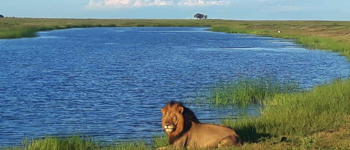 Machaba Botswana Chobe Ngoma Sighting February 2020 Lion