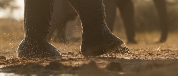 Machaba Safaris   Botswana  Okavango Delta   Gomoti Plains   Wildlife Sightings Report   April 2023   Elephant Footsteps