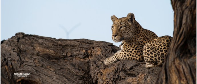 Machaba Camp Botswana Okavango Delta Little Machaba Camp Leopard Sightings September 2019