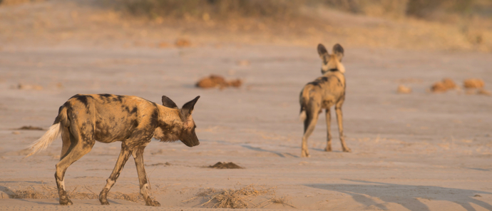 Botswana   Okavango Delta   Machaba Camp   August Sightings 2021    Wild Dogs