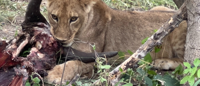 Botswana Okovango Delta Machaba Lion Feed