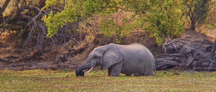 Zimbabwe   Mana Pools   Ingwe Pan   August Sightings 2021   Elephant Wading In Water