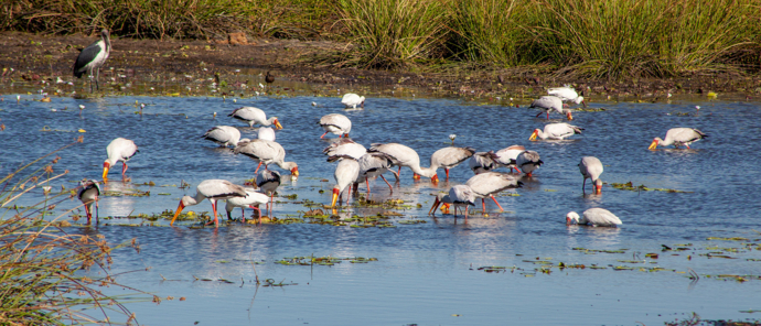 Botswana   Okavango Delta   Gomoti Camp   Oct 2021 Wildlife Sightings   Storks