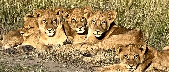 Botswana Gomoti Camp Lion Cubs