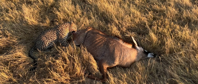 Botswana Okavango Delta Machaba Camp Leopard Hunt Antilop