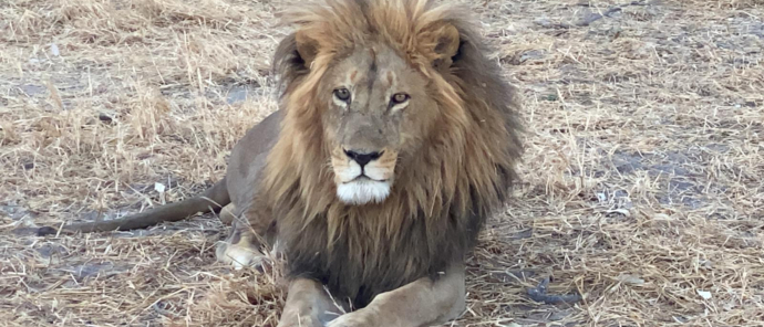 Botswana Okavango Gomoti Sightings July 2021 Lion 2