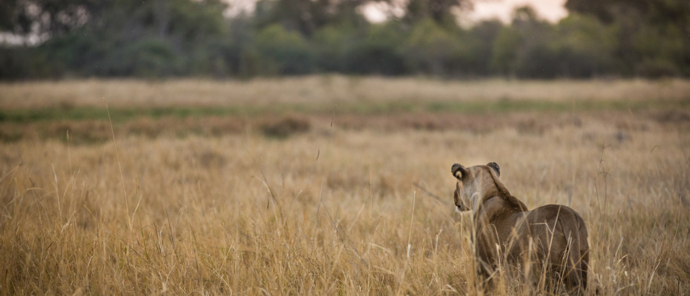 Botswana Okavango Delta Machaba Camp Sightings July 2021 Lioness