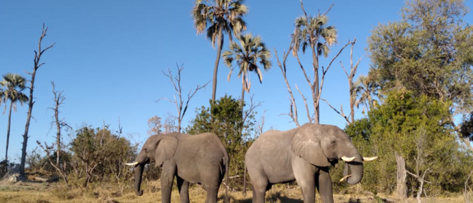 Botswana Okavango Gomoti Sightings July 2021 Elephant