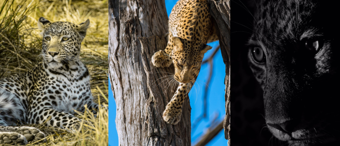 Botswana Machaba Camp Sightings September 2021 Leopards