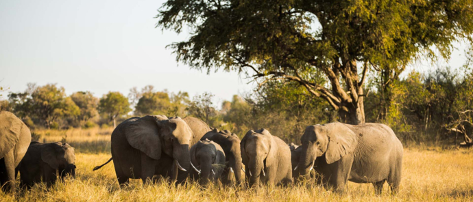 Botswana Okavango Delta Machaba Camp Sightings December 2021 Elephants