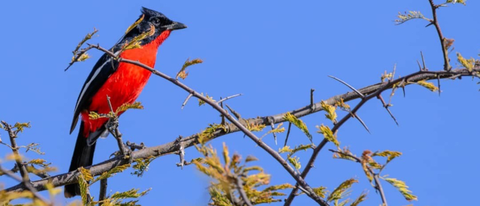 Machaba Verneys Camp Wildlife Stories Nov 2025 Bird