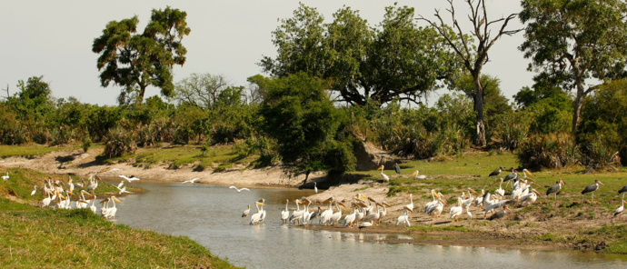 Botswana Okavango Delta Gomoti Camp Sightings May 2021 Pelican Birds