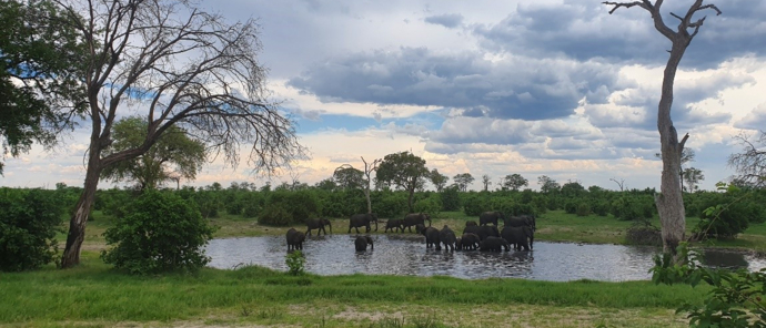 Machaba Safaris Botswana Chobe Ngoma Lodge Sightings Dec 2019 Body Image Elephant