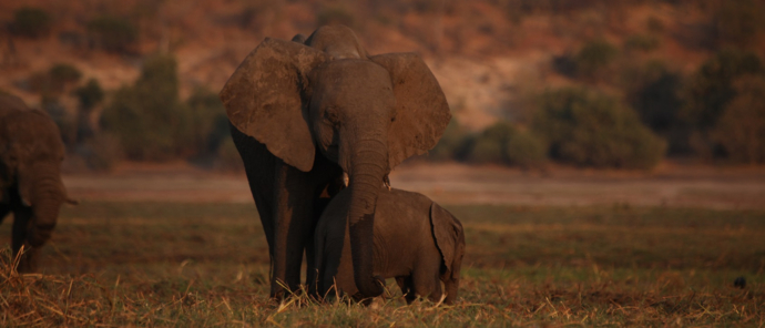 Machaba Botswana Chobe Ngoma Sighting June 2020 Body Image Elephant Herd