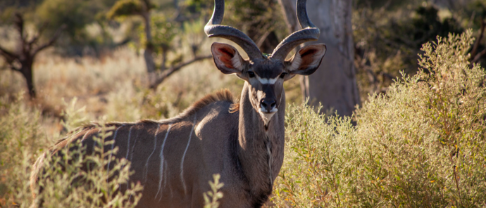 Botswana Gomoti Camp Kudu Bull