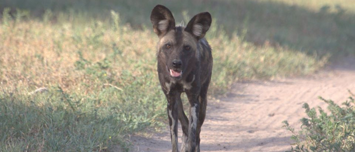 Machaba Botswana Chobe Ngoma Sighting January 2020 Wild Dog