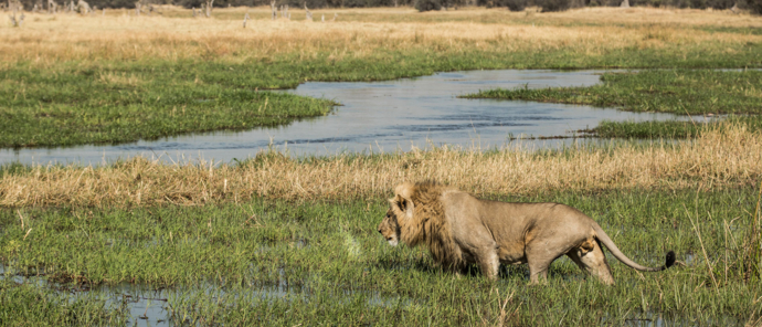 Botswana Okavango Delta Machaba Camp Sightings June 2021 Lion