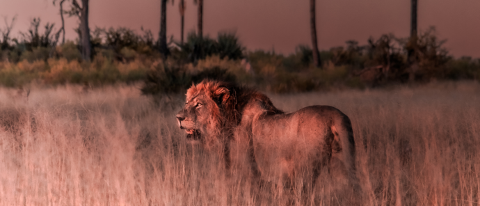 Botswana Gomoti Camp Lion